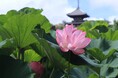 横浜・三溪園「早朝観蓮会」2026年７月25日（土）から開催