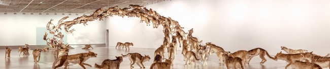 《壁撞き》2006年、狼のレプリカ（99体）・ガラス、 サイズ可変、ドイツ銀行によるコミッション・ワーク The Deutsche Bank Collection [上海当代芸術博物館での展示風景（2014）Photo by Zhang Feiyu, courtesy Cai Studio
