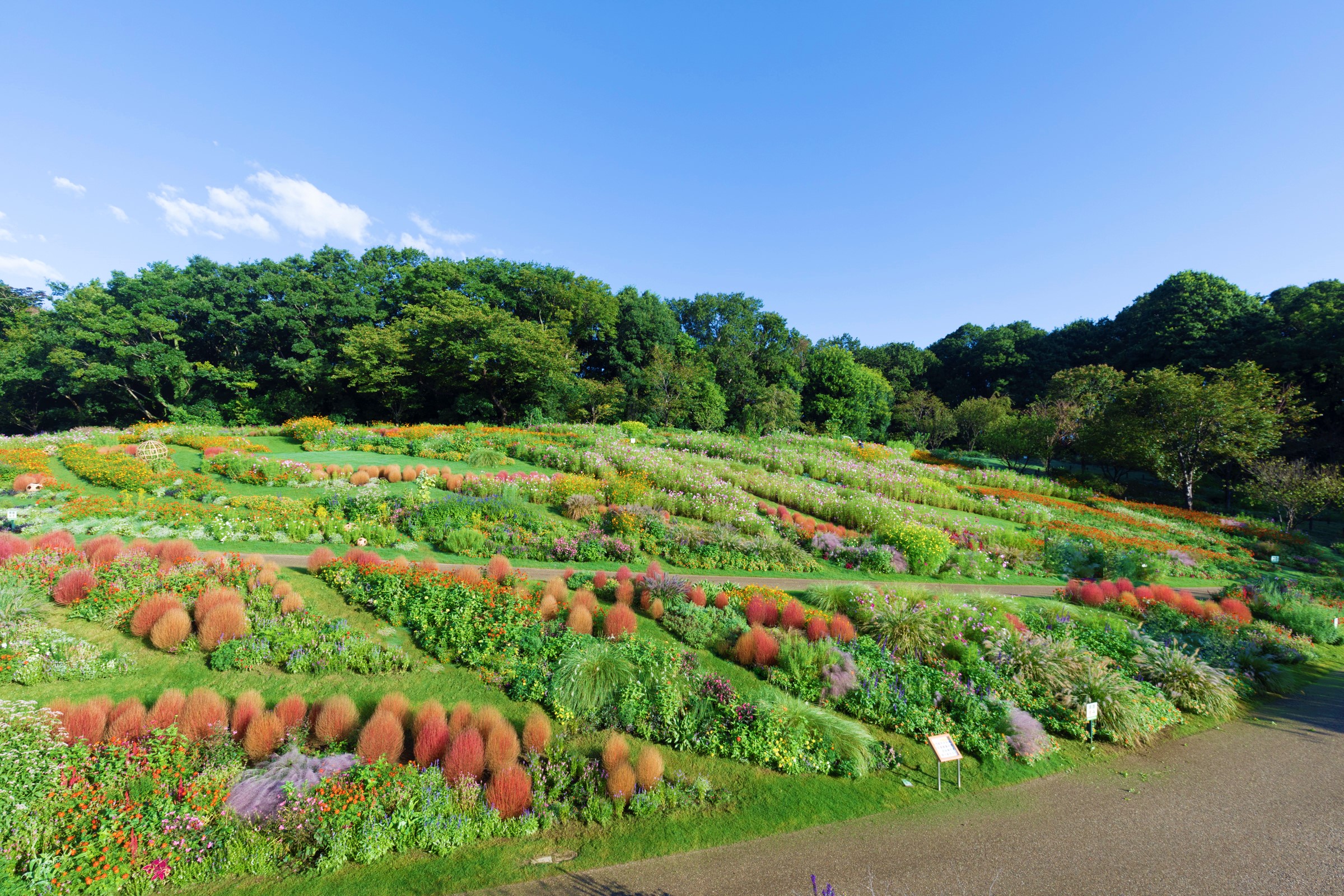 秋の里山ガーデンフェスタ 横浜の花で彩る大花壇 開催 横浜市のプレスリリース