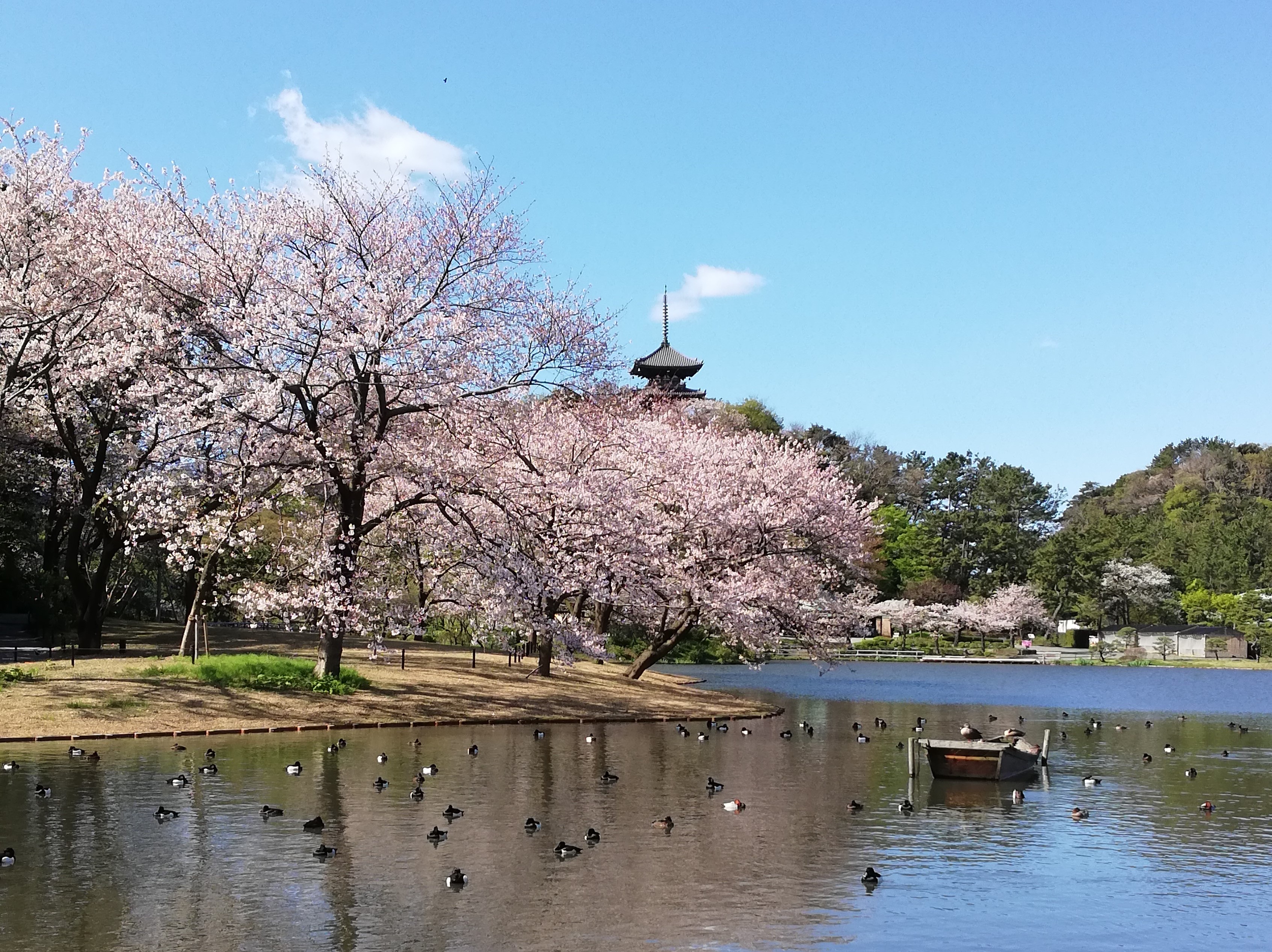 観桜の夕べ は中止となりますが 今年の花見は オフピーク が鍵 今年の横浜 三溪園 は新企画で混雑を避けた桜観賞を提供します 21年3月27日 土 ４月4日 日 横浜市