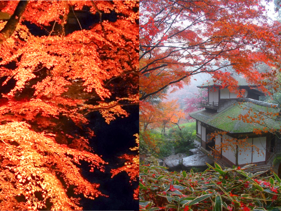 12年ぶりの紅葉ライトアップも開催 横浜の名勝庭園 三渓園 で日本の秋を愉しむ 横浜市のプレスリリース
