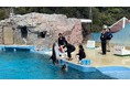 【下田海中水族館】入社式～イルカたちが新入社員を歓迎～ 2026年4月1日（水）