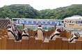 【下田海中水族館】大人気のペンギンイベント再開！～『ペンギンと記念撮影』『ペンギンの餌やり体験』～