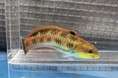 【下田海中水族館】夏だ！海へ遊びに行こう！夏休み特別展スタート！2026年7月18日（土）～9月7日（月）