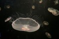 【下田海中水族館】7月14日は「ゼラチンの日」2026年7月12日（日）と7月14日（火）に水族館でミズクラゲのタッチングイベント開催！