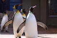 【下田海中水族館】歩くペンギンに大接近！！～”ペンギンの散歩”期間限定実施のお知らせ～