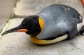 【下田海中水族館】『飼育動物の敬老の日』～長生きのオウサマペンギンを紹介～2026年9月21日（月・祝）