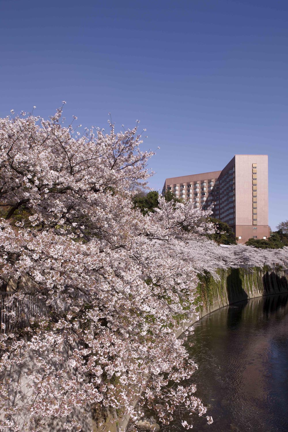 1月下旬から２ヵ月以上にわたり19種類約90本の桜が庭園を彩る 目白のお花見11開幕 藤田観光株式会社のプレスリリース