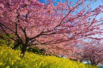 河津桜バスツアー