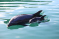 【下田海中水族館】元気に育て!イルカの赤ちゃん!! ~イルカの赤ちゃんが誕生しました~