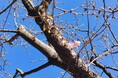 【ホテル椿山荘東京】2月3日の立春の日に春の訪れ!河津桜「標本木」が日本庭園内にて開花
