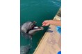 【下田海中水族館】藤田観光70周年記念企画「あなたの夢叶えます~7つの夢旅~」8月23日(土)~24日(日)、下田海中水族館が「水族館の飼育員になりたい」という夢をお手伝い!