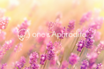 頭皮のにおいやべたつきをケアし、清楚な「夏髪」に導いてくれる、one&Aphroditeのヘアケアセットが@cosme TOKYOにて期間限定価格で販売中！