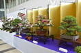 【愛知県半田市】5/19(月)~5/21(水)市の花「さつき」の展示を行います!〈半田市役所〉