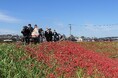 【愛知県半田市】9/20(土)矢勝川沿い1.5km・300万本の彼岸花が咲き誇る絶景の中で1年に1組だけの「彼岸花の結婚式と花嫁行列」開催します