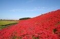 【愛知県半田市】地元の人々の手で守り受け継ぐ、童話「ごんぎつね」の情景 次代を担う子どもたちが矢勝川堤に彼岸花を植栽