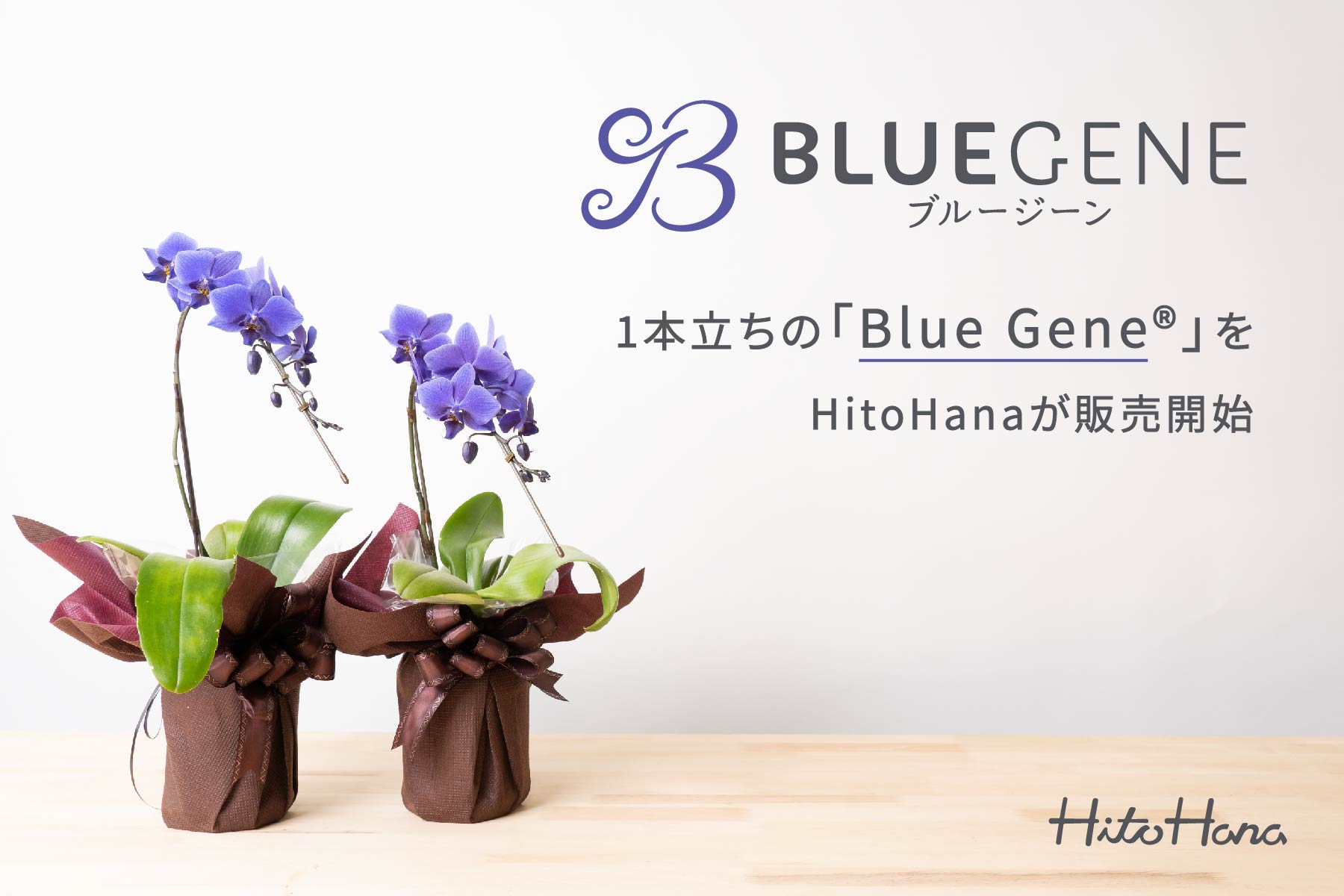 胡蝶蘭 ブルージーン コチョウラン かがやき フラワーアレンジメント 