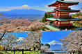新倉山浅間公園・忍野八海・河口湖の桜鑑賞スポットを巡る河口湖発着半日バスツアー開催