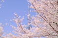 1グループ・一隻貸切!こたつ&カラオケ完備のお花見クルージング