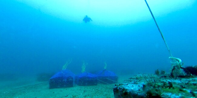 お酒を海底で熟成させている様子