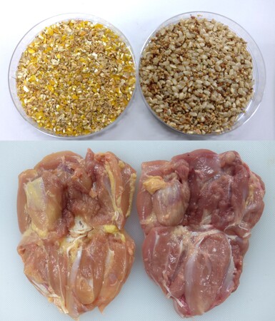 (左) トウモロコシ大豆粕飼料とその飼料を与えたもも肉 (右) 玄米酒粕飼料とその飼料を与えたもも肉 *飼料の色素の影響で、色調が変化。 (左) トウモロコシ大豆粕飼料とその飼料を与えたもも肉 (右) 玄米酒粕飼料とその飼料を与えたもも肉 *飼料の色素の影響で、色調が変化。