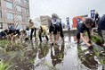 東京・銀座屋上の田んぼ「白鶴銀座天空農園」で自社開発酒米「白鶴錦」の田植えが無事終了!~日本酒文化の発信と屋上緑化、食育の取り組み~