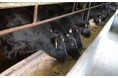 白鶴は清酒の副産物をアップサイクルした飼料「サケ炭(すみ)」で特許取得