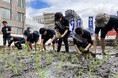 今年が最後の米作り！自社ビル屋上「白鶴銀座天空農園」で酒米「白鶴錦」の田植えが無事終了！