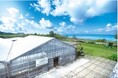 【ウェルネス旅✖️沖縄夏グルメ】　海ぶどう農園 海ん道発！“朝採れ・山盛り”海ぶどうを楽しむ、沖縄流しゃぶしゃぶ