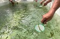 「海ぶどうすくい体験」や「生海ぶどうソフトクリーム」がサンシャインシティに初上陸!テレビでも話題の海ぶどうのテーマパーク「海ん道~uminchi~」が池袋にやってくる