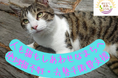 【長野県東御市】野良猫を救いたい！「ふるさとチョイス」で”人も猫も幸せなまち”を目指したクラウドファンディングを開始