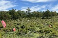 【長野県東御市】一望できるレンゲツツジ群落は日本一!湯の丸高原で「レンゲツツジ保全活動」ボランティア募集