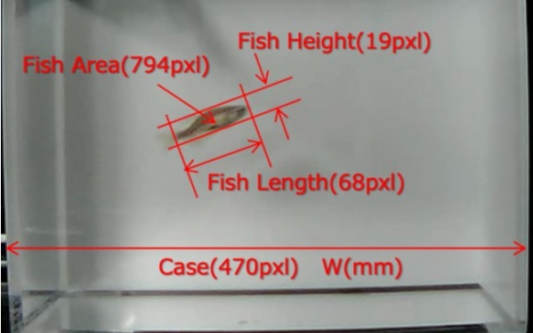 画像　「小型魚類モデル生物」の寸法計測