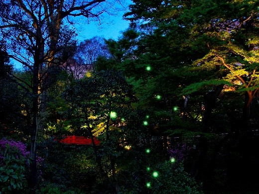 ご存知 東京の蛍は5月から ホテル椿山荘東京で5 13 今年の蛍の初飛翔を確認 ほたるの夕べ シャンパンガーデン In Green の後に蛍 観賞を 藤田観光株式会社のプレスリリース
