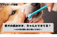 愛犬の歯みがき、ちゃんとできてる？頻度は「週に1〜2回程度」が最多でケア不足の実態が浮き彫りに