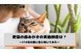 愛猫の歯みがき、実施頻度は「月1〜3回程度」「ほとんど行っていない」が計54.1% ——"嫌がる"が81.2%で最大の壁に（猫の飼い主318名へのアンケート調査）