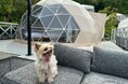 愛犬と“海辺グランピング”を満喫――「ラストピース糸島」にドッグフレンドリーテントが新登場