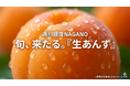 生のあんず、食べたことありますか？貴重な初夏の味覚を銀座NAGANOにて販売中