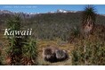 「キヤノン/WWF岩合光昭カレンダー2025 Kawaii~オーストラリアの動物たち~」を発売