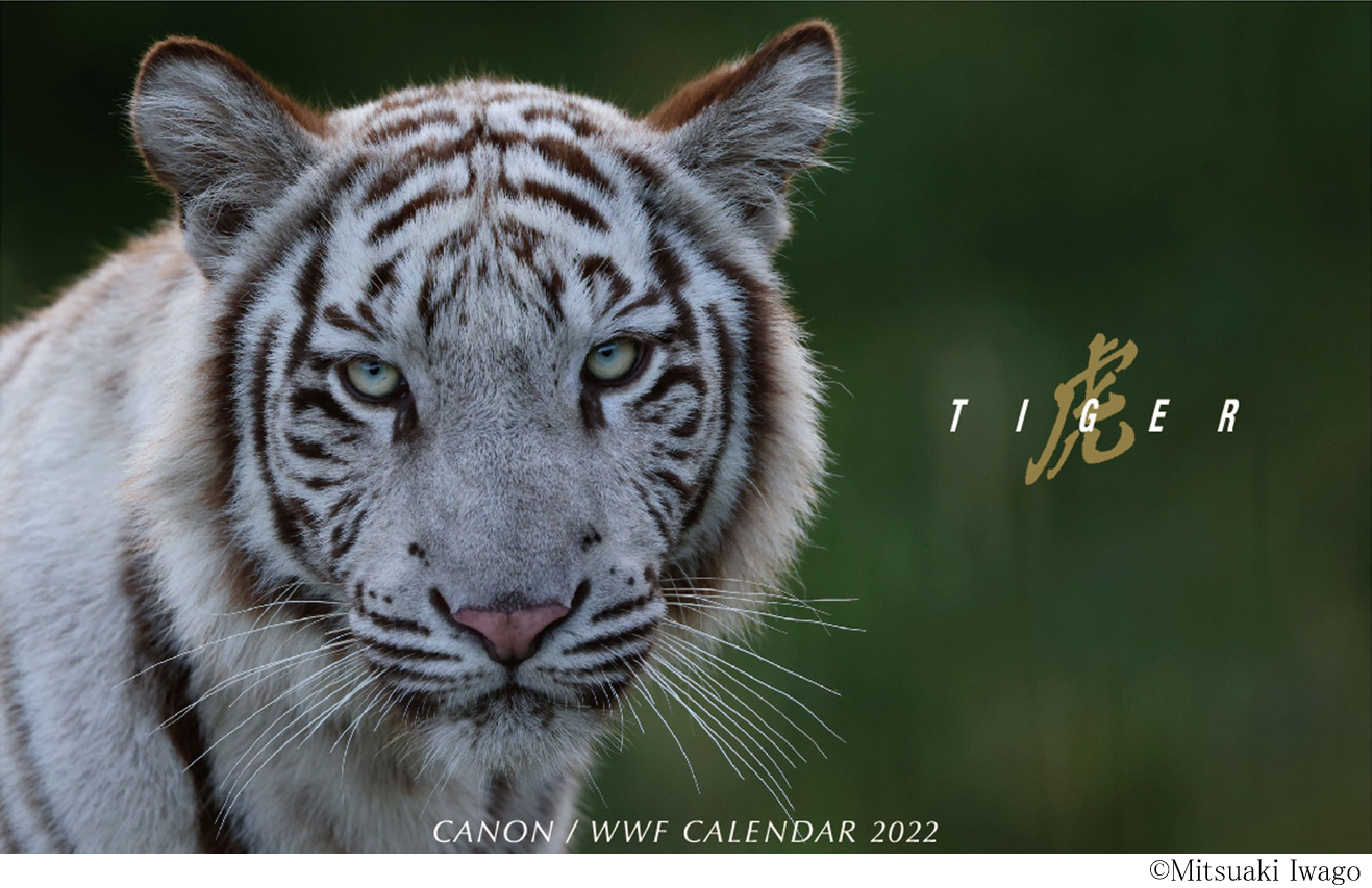 キヤノン Wwf 岩合光昭カレンダー22 虎 Tiger を制作 Wwfジャパン公式オンラインショップ Panda Shopより発売します キヤノンmjのプレスリリース