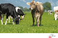 「swiss meat」、焼肉ビジネスフェア2025大阪に参加し、日本市場での活動を強化