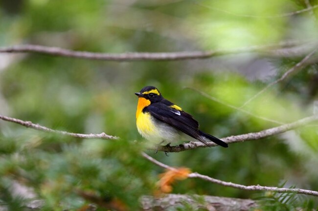 野鳥写真図鑑（キビタキ）