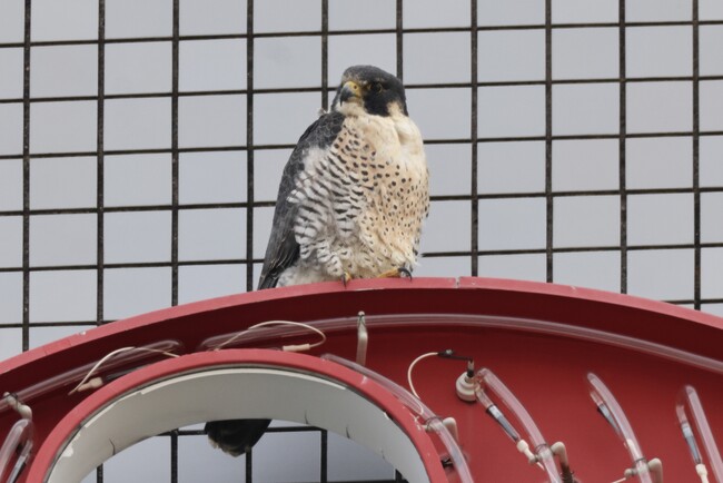 ハヤブサ ハヤブサ