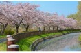 散策できる日本一長い桜回廊を未来につなぐためのクラウドファンディングを実施しています