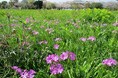 「田島ケ原サクラソウ自生地」等天然記念物を守るためのクラウドファンディングを実施します