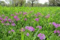 さいたま市桜区にある国指定特別天然記念物「田島ケ原サクラソウ自生地」再生のためのクラウドファンディングを9月2日から実施します