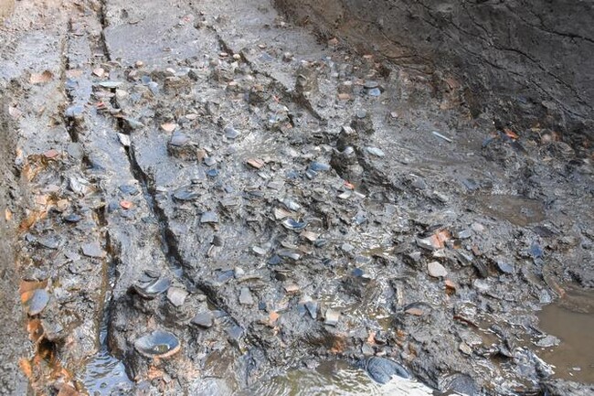 縄文時代晩期の遺物が一面に検出された様子 縄文時代晩期の遺物が一面に検出された様子
