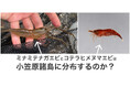 【摂南大学】小笠原諸島に淡水エビ類は何種 定説10種を野外と文献の調査・博物館標本から再検討