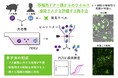 【摂南大学】移植用ドナー豚からのウイルス感染リスクを評価する新手法を開発