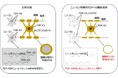 【摂南大学】ALSの原因タンパク質TDP-43の新たな機能を発見